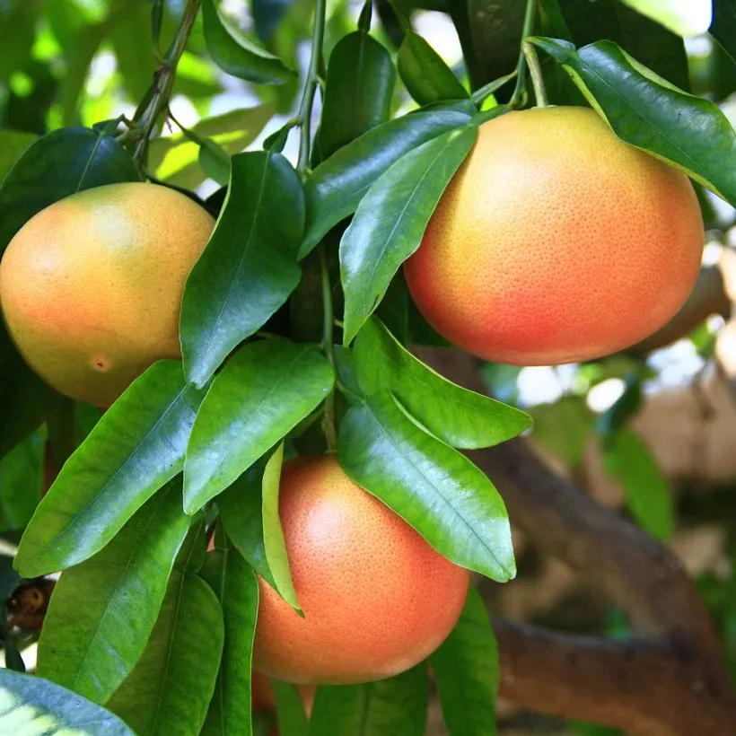 ORGANIC GRAPEFRUIT OIL
